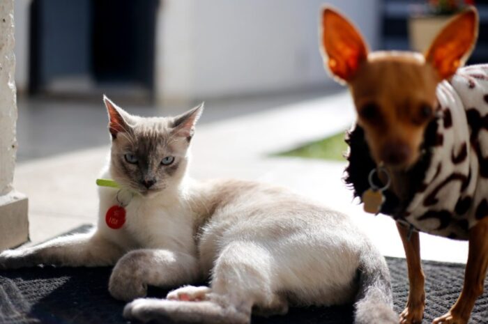 Secretaría de Salud de Michoacán cuenta con 3 módulos fijos de esterilización canina y felina en Morelia