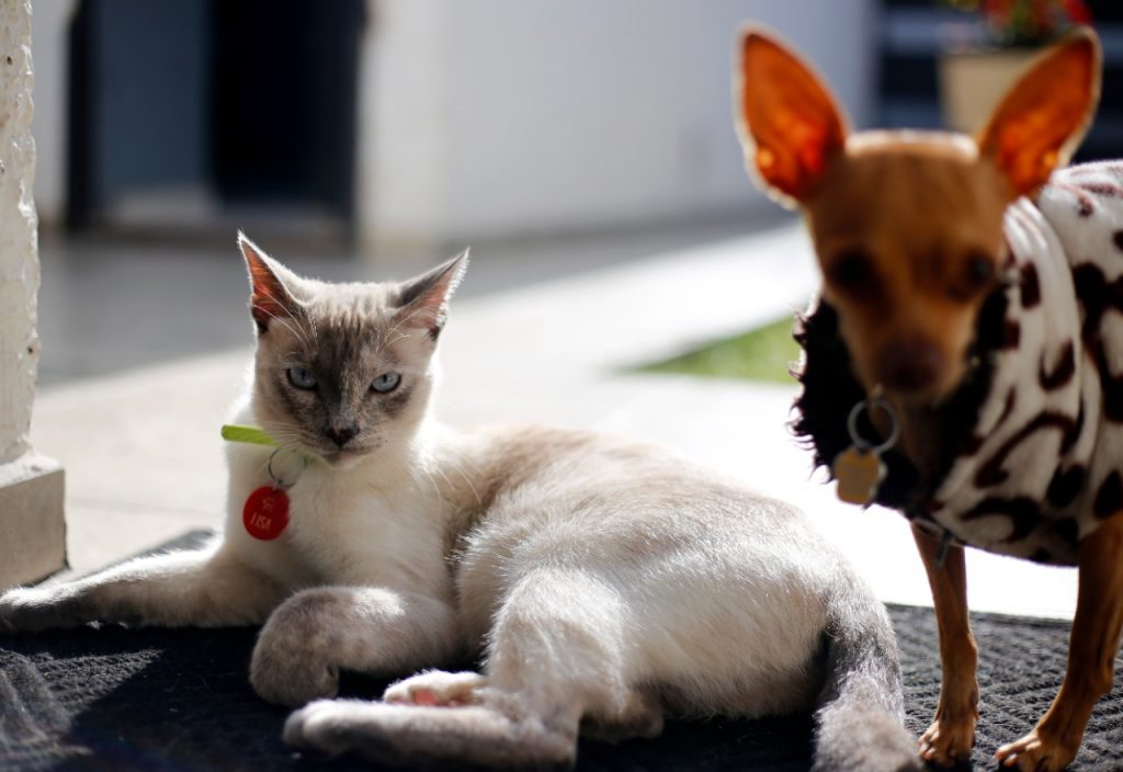 Esterilización gratuita morelia