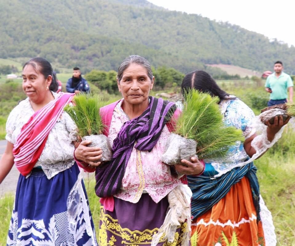 indígenas medio ambiente michoacan